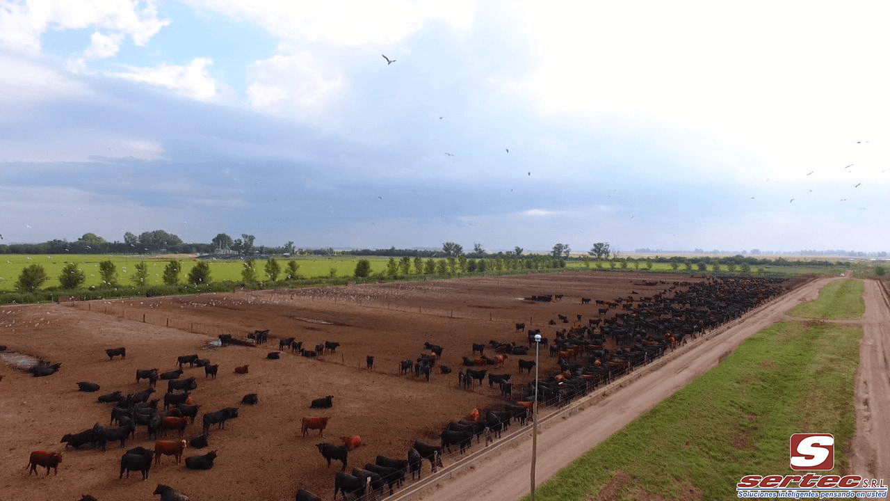 Animal Farm Case Study